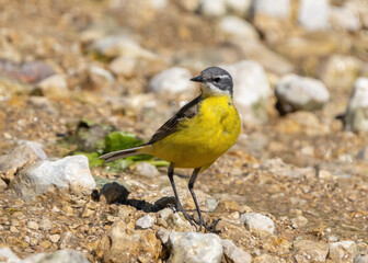 The Motacilla flava bird flew to a watering hole, a rocky riverbank on a hot summer day