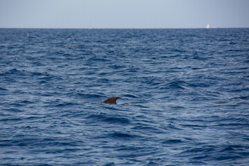 Fototapeta premium Großer Tümmler ( Tursiops truncatus ) im Meer bei einer Whale Watching Tour vor der Küste Teneriffa, Spanien