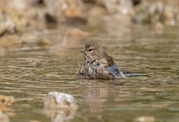 Female Acanthis cannabina flew to a watering place on a rocky riverbank on a hot summer day