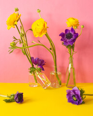 Spring flowers: purple anemone flowers and yellow ranunculus in glass bottles on colorful background. Creative, elegante floral concept. Minimalism aesthetic. Yellow and violet flowers on pink back.