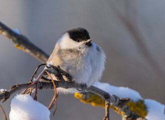Fototapeta premium Bird Parus montanus or Willow tit fluffing feathers in a severe frost sitting on a branch close up