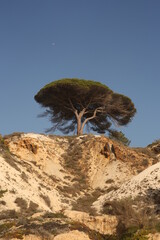tree in the desert