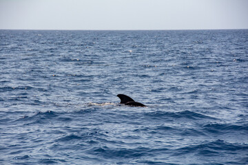 Sightings on a whale watching tour off the coast of Tenerife, Spain