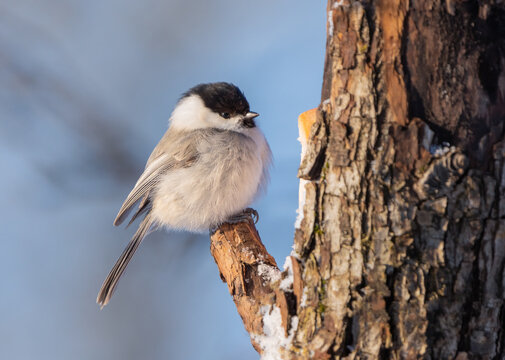 The bird Parus montanus or Willow tit fluffing feathers in a severe frost sits on the trunk of a tree close-up