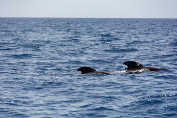 Fototapeta premium Sightings on a whale watching tour off the coast of Tenerife, Spain