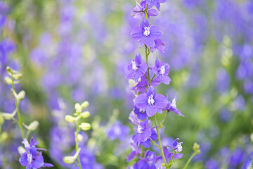 Violet delicate flowers close up, soft focus.