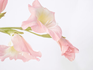 Obraz na płótnie Canvas Branch of pink gladiolus. Pink gladioli flowers on white background. Sword lily on white surface. Soft pink flower. Minimalist flora. Floral layout, card, valentines, love, close up. Pink aesthetic. 