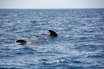 Sightings on a whale watching tour off the coast of Tenerife, Spain