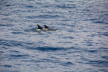 Fototapeta na wymiar Dolphin in the sea