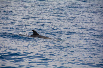 Fototapeta premium Dolphin in the sea