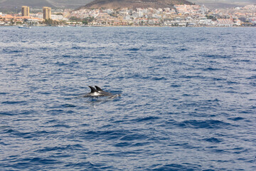 Fototapeta premium Dolphins in the sea on a whale watching tour off the coast of Tenerife, Spain