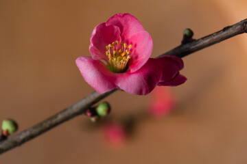 Pink japanese quince blossom and branch, chaenomeles japonica, malus floribunda