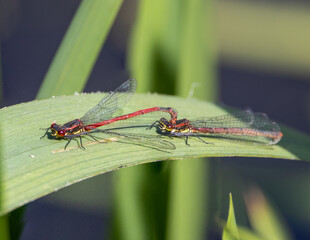pair of ruddy darter red dragonflies mating on a leaf