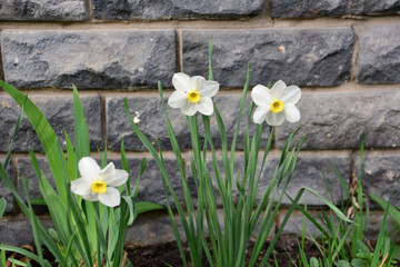 Fototapeta premium white flowers of daffodils on the flowerbed isolated with brick wall on background, close-up