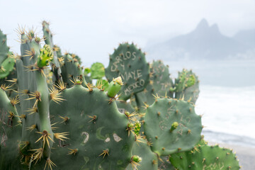 Details of the leaves and spines of some cactus plants on Ipanema beach, Rio de Janeiro, Brazil