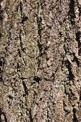 The texture of the bark close-up. Vertical photo of tree bark. wooden background