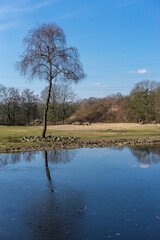 Netherlands, Arnhem, Burger Zoo, Tree next to a lake with Rhinoceros