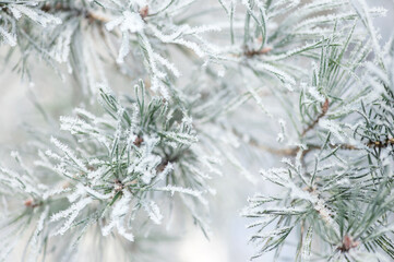 Coniferous branches in white winter. Winter background