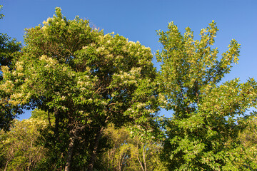 Fototapeta na wymiar green tree crowns against the blue sky