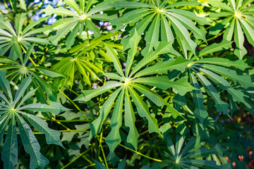 Manihot esculenta (Cassava) is a species of shrub in the family Euphorbiaceae