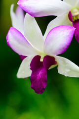 Purple fresh Orchids flowers in garden
