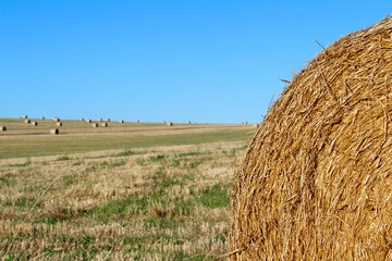Close up of a golden round haystack in a field with numerous haystacks in the background. Montceau...