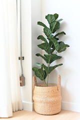 Artificial plant on room corner, Indoor tropical houseplant for home and living room interior