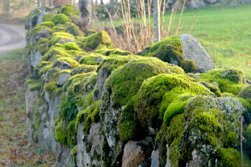 Mauer mit Moos bewachsen © Jogerken