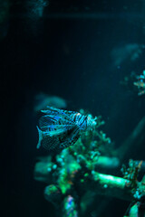 Underwater world. Lionfish fish in an aquarium
