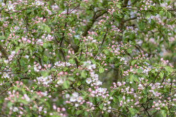 background from apple tree blossoming branches