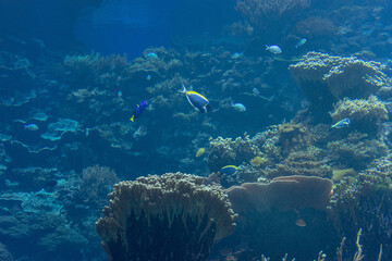 Netherlands, Arnhem, Burger Zoo, underwater view of a coral