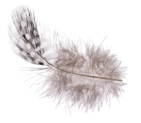 isolated small dark feather in medium white spots