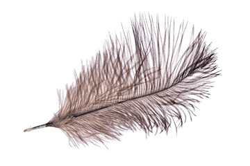 brown dark fluffy ostrich feather isolated on white