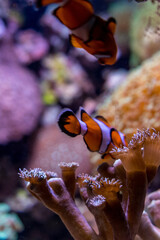Netherlands, Arnhem, Burger Zoo, a close up of a coral reef with clown fish nemo
