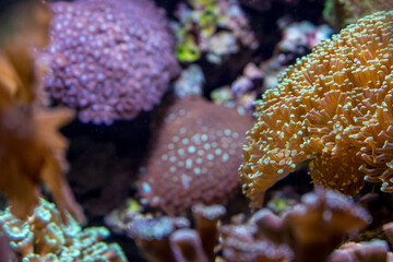 Netherlands, Arnhem, Burger Zoo, a close up of a coral