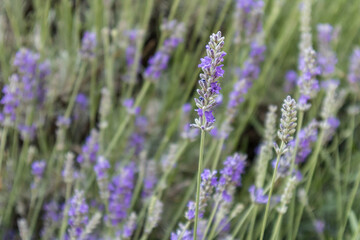 Lavander violet field in a sunny summer day in Guadalajara, Spain