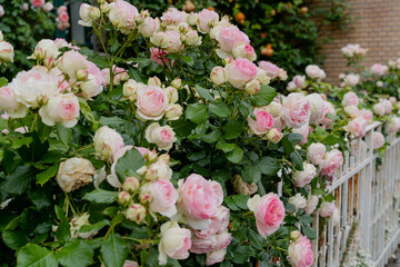 Roses. Bush of pink roses grow in the garden.