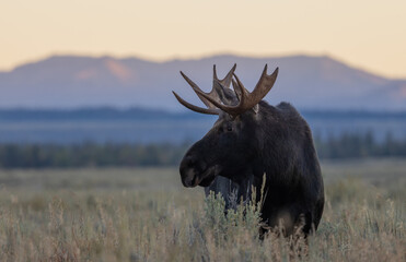 Bull Moose at Sunrise in Wyoming in Autumn