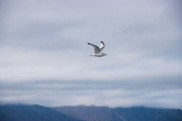 Seagull,Flying,Sea,Bird,Nature,Sky,One Animal,Animal Wildlife,Animal,No People,Freedom,Animal Wing,Animals In The Wild,Spread Wings,Water,Cloud - Sky,Sea Bird,Animal Themes,Beauty In Nature,Feather,Be