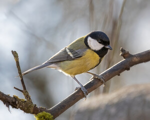 great tit

