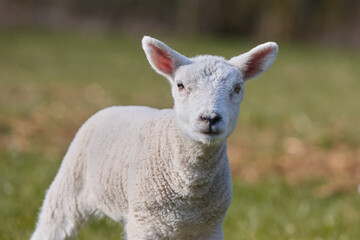 Closeup portrait of white lamb in meadow