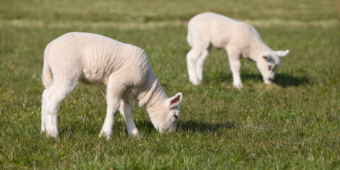Obraz premium Two young white lambs grazing in meadow