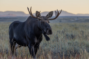Obraz premium Bull Moose at Sunrise in Wyoming in Autumn