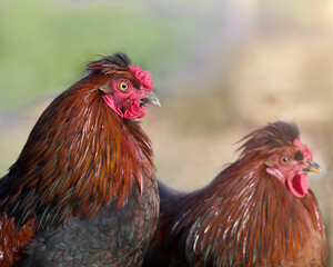 Two red roosters isolated on blurred background