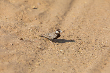 Black-crowned sparrow-lark (Eremopterix nigriceps) at Desert National Park, Jaisalmer, Rajasthan, India.