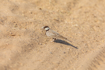 Black-crowned sparrow-lark (Eremopterix nigriceps) at Desert National Park, Jaisalmer, Rajasthan, India.