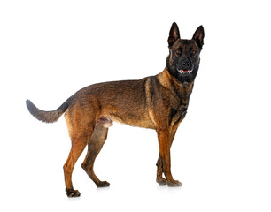malinois in studio