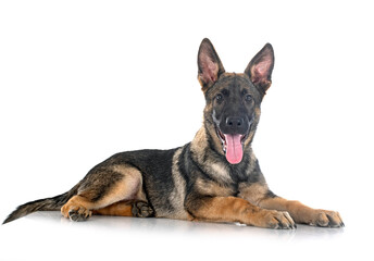 young german shepherd