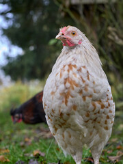 Portrait of young white rooster of Poland chicken