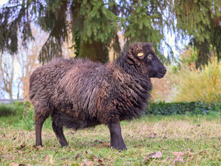 Brown ouessant sheep ewe in garden